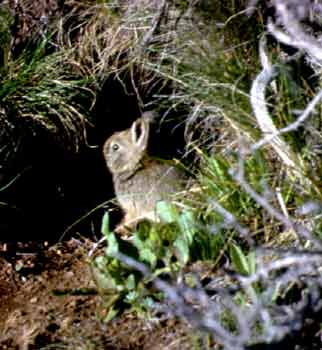 Pygmy Rabbit.gif (14108 bytes)